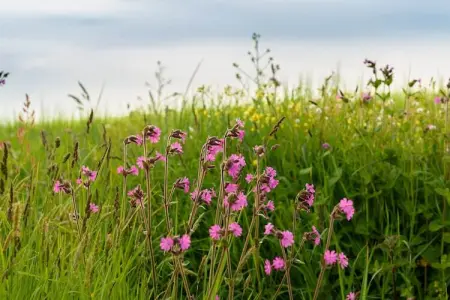 L'Estuaire, Spacieux, confortable maison avec piscine intérieure chauffée et un grand jardin - Photo 33