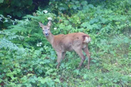 Le Pigeonnier, Maison de vacances à Bouzic dans sud de la France près prés - Photo 23
