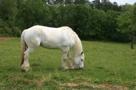 Maison de vacances Besse Les Vitarelles 6p, Belle maison de vacances avec piscine privée à Saint-Pompont - Photo 27