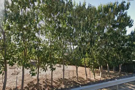 Can Serra, CAN SERRA - Villa pour 6 personnes à sa Pobla. - Photo 8