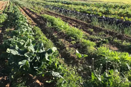 Can Serra, CAN SERRA - Villa pour 6 personnes à sa Pobla. - Photo 15