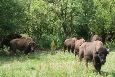 Les Bisons de l'Eden, Gîte chaleureux et confortable en pleine nature ardennaise - Photo 34