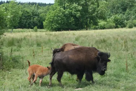 Les Bisons de l'Eden, Gîte chaleureux et confortable en pleine nature ardennaise - Photo 35