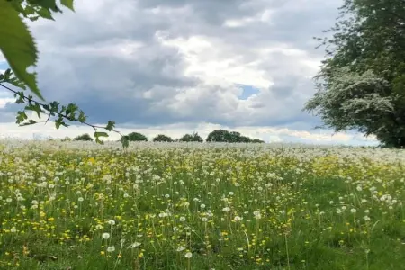 Gîte de 8 personnes avec piscine, Superbe villa près de Hamoir avec piscine privée et jardin - Photo 36