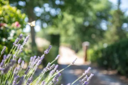 Villa  Le Trappoline, Propriété authentique au coeur du Chianti Classico avec piscine privée - Photo 38