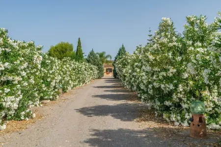 Banc Doli, BANC DOLI - Villa pour 6 personnes à MANACOR. - Photo 41