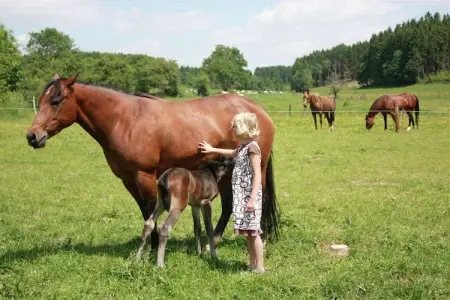Les Écuries, Ferme authentique avec sauna, au centre des Ardennes - Photo 34