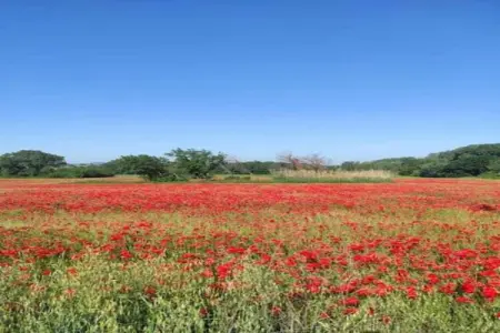 le Champlain, Jolie maison de vacances à Orange avec piscine privée - Photo 33