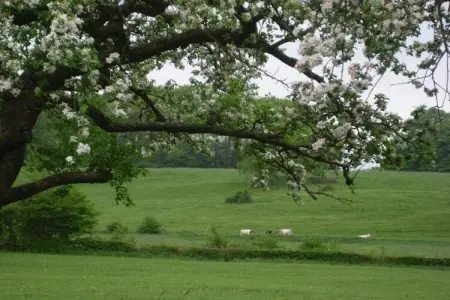 Chalet Chocolat, Le très cosy Chalet Chocolat est situé au bord de l'eau - Photo 35