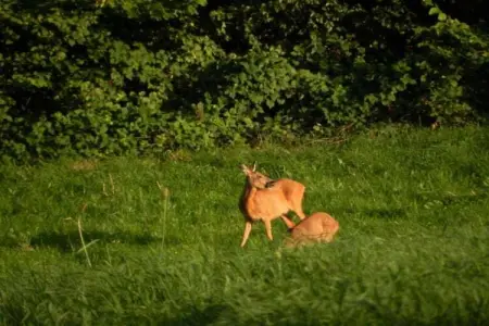 Chalet Chocolat, Le très cosy Chalet Chocolat est situé au bord de l'eau - Photo 37