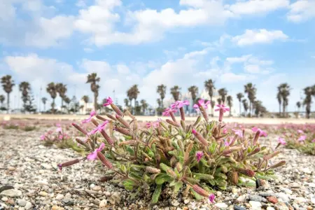 APARTAMENTO Roquetas, Appartement 4 personnes à Roquetas de Mar - Photo 36