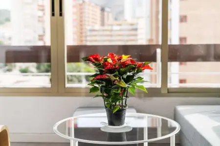 Benidorm, Appartement 2 personnes à Benidorm - Photo 38