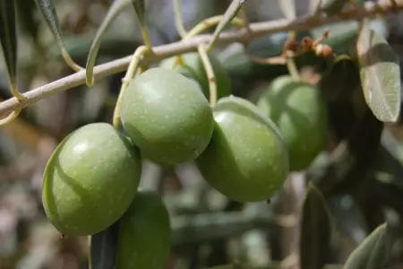Chateau des Gipières, Magnifiques studios 2 personnes dans un château avec piscine - Photo 33