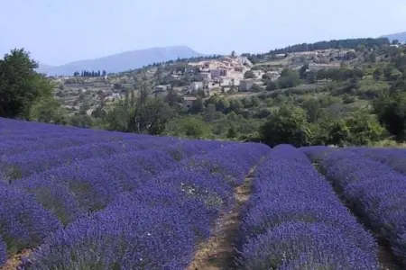 Studio - MONTBRUN-LES-BAINS, Studio dans villa provençale avec vue du Mont Ventoux - Photo 23