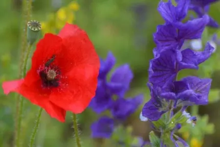 Studio - MONTBRUN-LES-BAINS, Studio dans villa provençale avec vue du Mont Ventoux - Photo 39