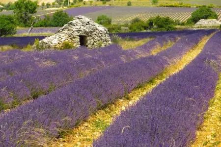 Au château près du Ventoux V, Deux Studios avec piscine, dans parc près des spas et vue sur le mont Ventoux. - Photo 28