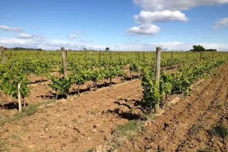 Le trois chambres, Appartement 6 personnes à Mèze - Photo 33