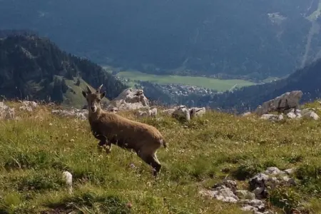 Appartement Britt, Joli appartement situé en face de la remontée mécanique - Photo 40