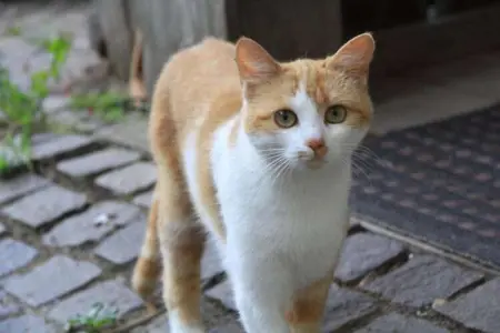Domaine des Eucalyptus 1, Appartement net et coloré pour 4-7 personnes, dans bel station de Saint-Aygulf - Photo 39