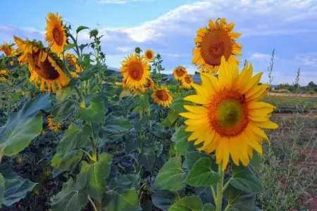 Les 4 Soleils 1, Village de vacances rural avec piscine près de Bonnieux dans le Lubéron. - Photo 30