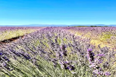 Les 4 Soleils 2, Village de vacances rural avec piscine près de Bonnieux dans le Luberon - Photo 28
