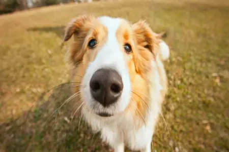 Apartment Biondic 2, Adorable appartement avec piscine pour usage et terrasse avec vue sur la mer! - Photo 39