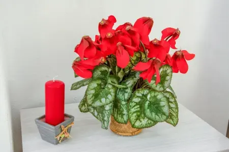 Grand'Ourse bilocale, Appartement 6 personnes à Breuil Cervinia - Photo 31