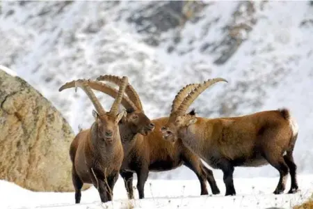 Chalet Antey Penta, Le chalet se trouve dans un quartier calme et ensoleillée de Antey Saint-André. - Photo 37