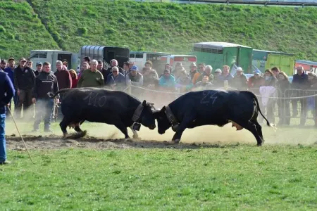 GrBe Bilo, Chalet-village situé dans un quartier calme - Photo 13