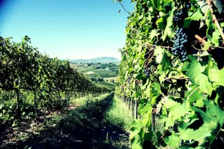 Fratello Campo, Appartement dans un établissement vinicole dans la campagne avec piscine et vue magnifique - Photo 24