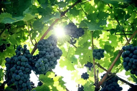 Fratello Campo, Appartement dans un établissement vinicole dans la campagne avec piscine et vue magnifique - Photo 37