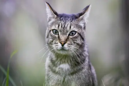 San Luca - Trilo 1, Appartement 6 personnes à Vieste (FG) - Photo 39