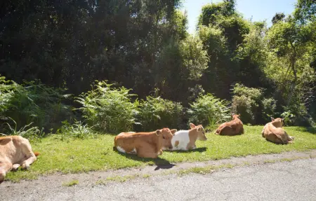 Location Appartement 4 personnes à CARCHETO BRUSTICO - Photo 6