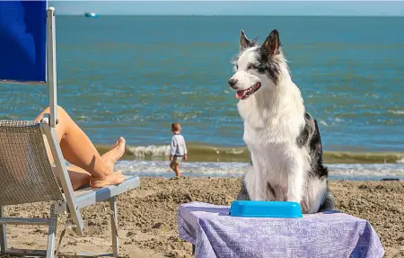 V4C, Maison 6 personnes à Albarella RO - Photo 27