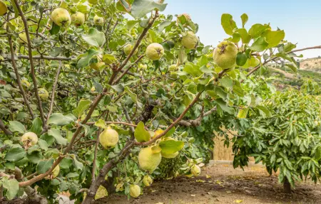 Location Maison 7 personnes à Malaga - Photo 20