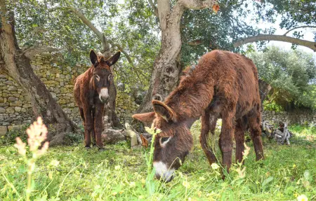 Villa Stefy, Maison 14 personnes à Ragusa - Photo 26