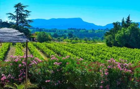 Location Maison 10 personnes à Cairanne - Photo 19