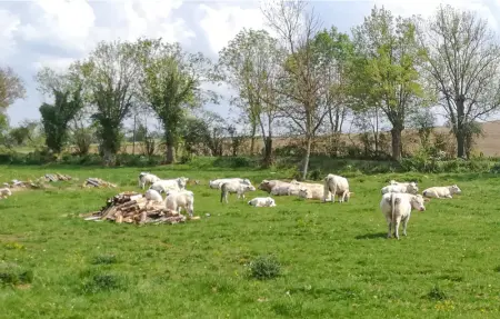 Location Maison 4 personnes à Langy - Photo 11