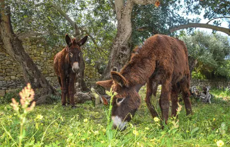 La Casa di Adamo, Maison 5 personnes à Modica - Photo 24