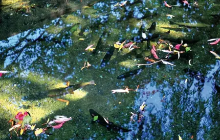 Location Maison 8 personnes à Bajagic - Photo 54