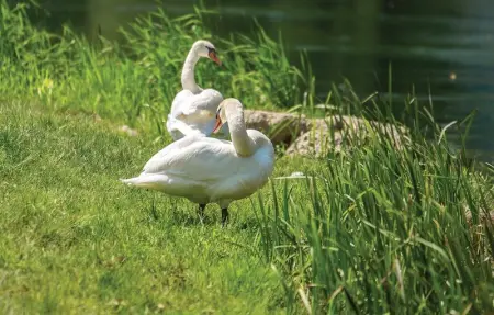 Location Maison 4 personnes à Trosmarija - Photo 29