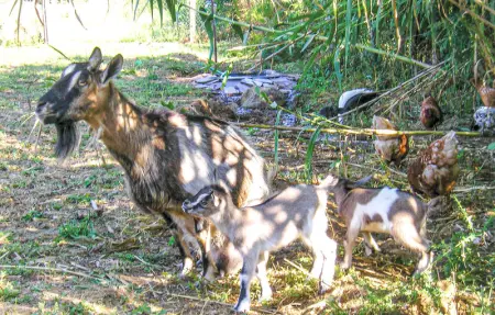 Location Maison 12 personnes à Bassano Romano - Photo 30
