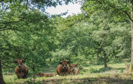 Casa Quercia Piccola, Maison 4 personnes à Magliano in Toscana - Photo 20