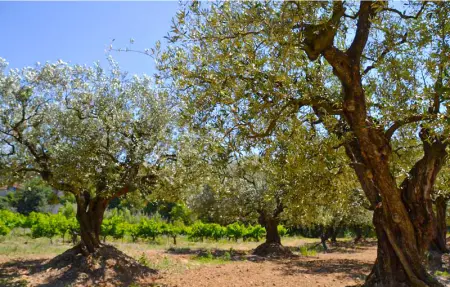 Location Maison 8 personnes à Nîmes - Photo 20