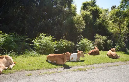 Location Appartement 4 personnes à CARCHETO BRUSTICO - Photo 19