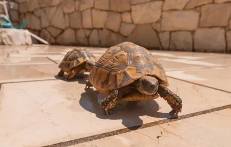 Location Maison 18 personnes à Seget Donji - Photo 6