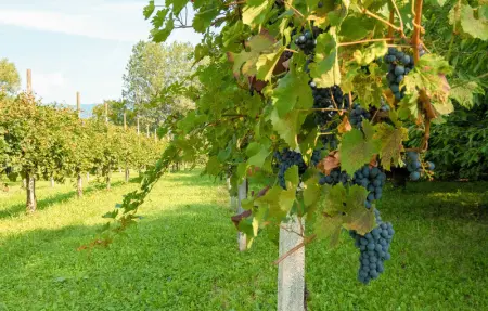 La Gallina, Maison 5 personnes à Artogne - Photo 18