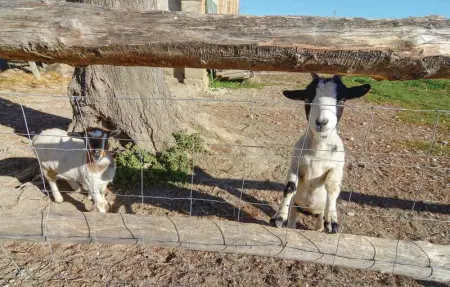 Les Lauriers Roses, Maison 14 personnes à Le Sambuc - Photo 27