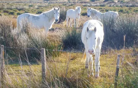 Les Lauriers Roses, Maison 14 personnes à Le Sambuc - Photo 33