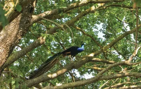 Casa di Pietra, Maison 6 personnes à Ischia di Castro  VT - Photo 25